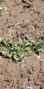 Keşan’da dolu bin 500 dekar ekili arazide zarara yol açtı