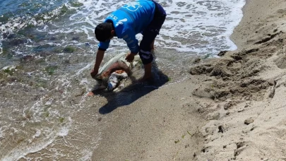 Gümüşyaka Kumsalı'nda Bir Caretta Caretta'nın Ölüsü Bulundu