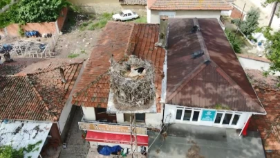 Naipli leylek, 20 yıldır bu köyde yuva yapıyor
